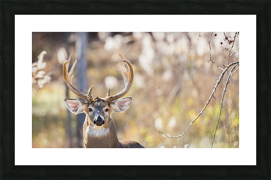 Majestry Picture Frame print
