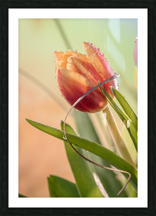 Sprung Picture Frame print