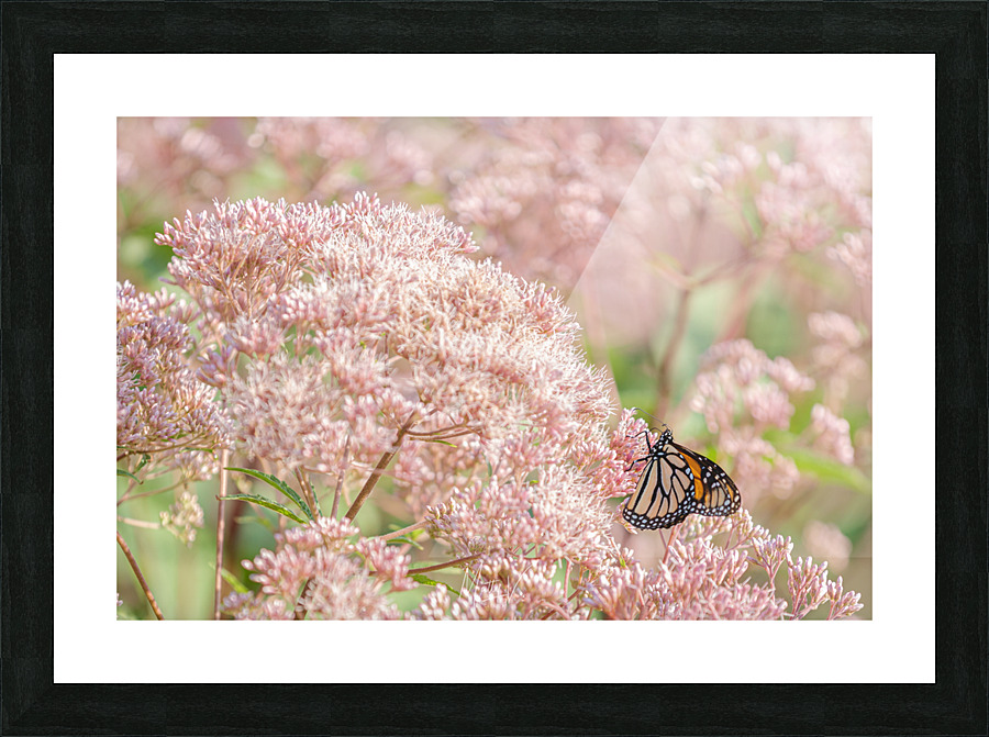 Danaus Wanders Picture Frame print