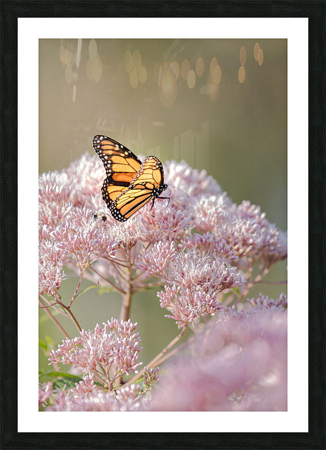 Empress Nymphalidae Picture Frame print