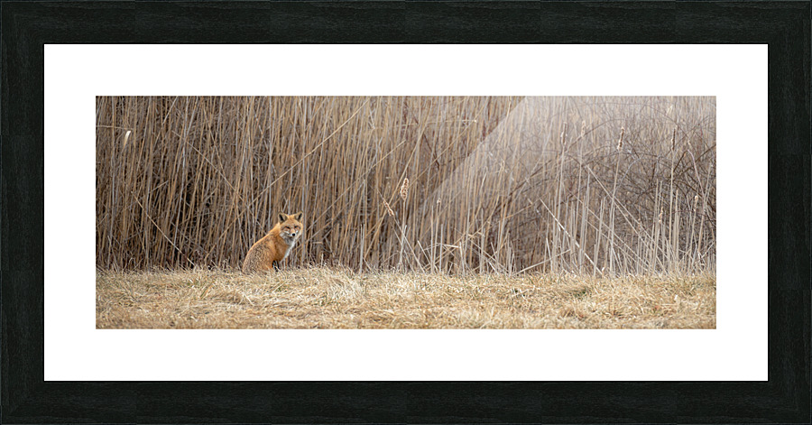 Sly Fox Picture Frame print