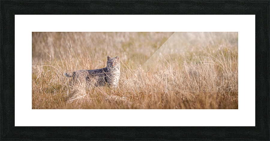 Contact Picture Frame print