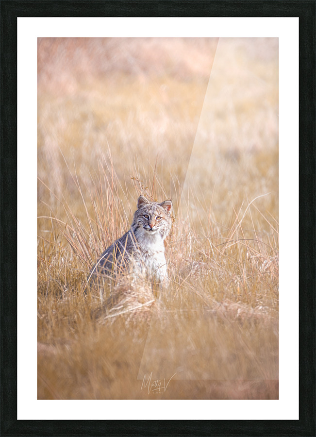 Bobkitty Picture Frame print
