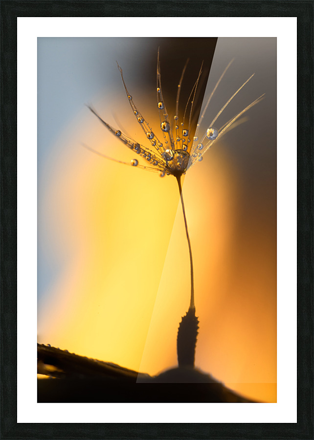 Last Wish Picture Frame print
