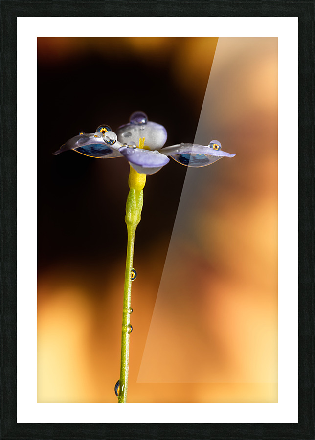 Delicate Dancer Picture Frame print