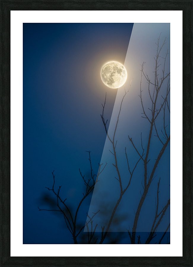 In The Sticks Picture Frame print