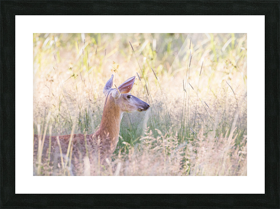 Wandering Picture Frame print