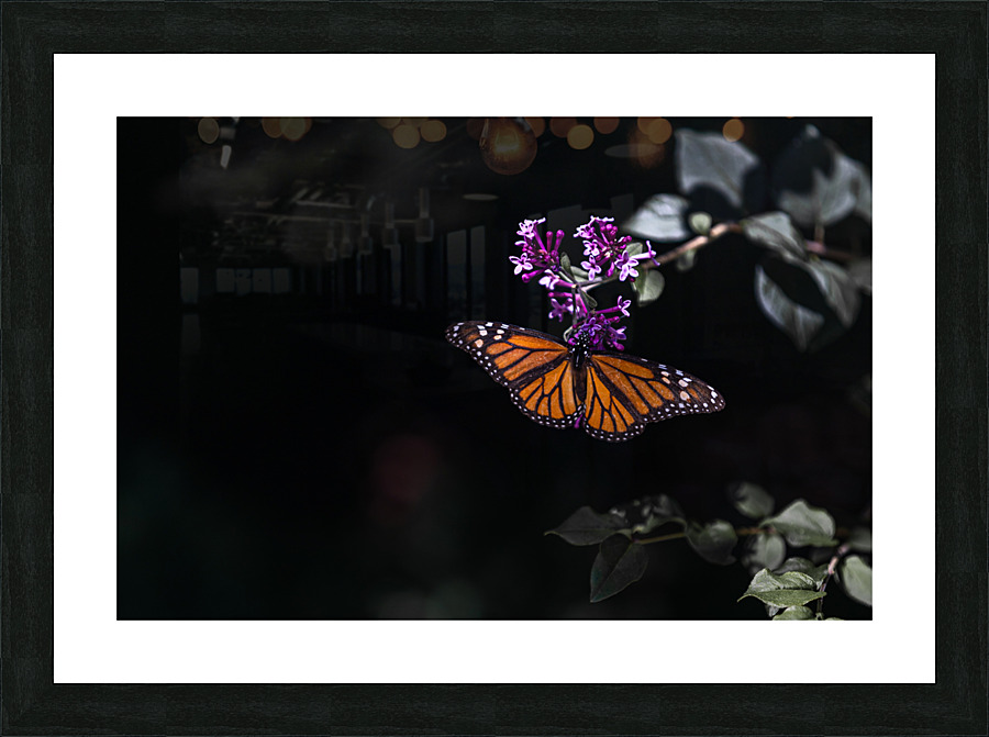 Signals Picture Frame print