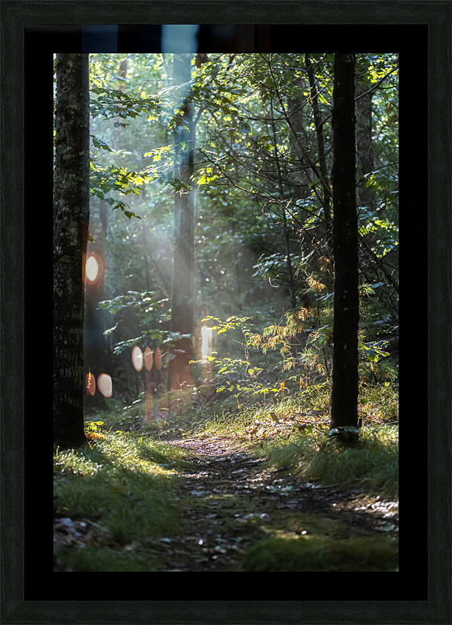 Pathways Picture Frame print