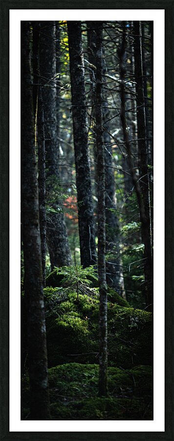 Growth Picture Frame print