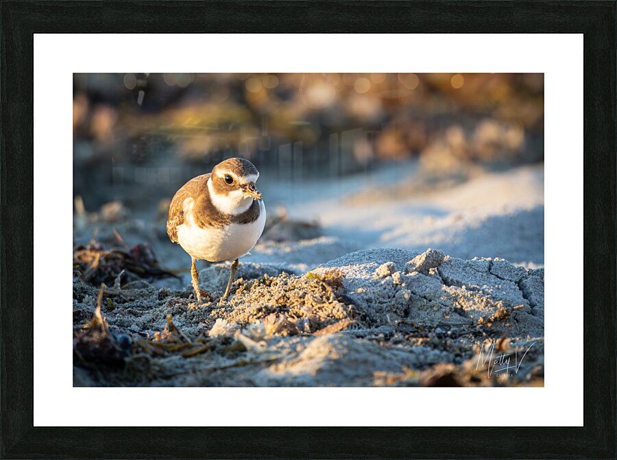 Early Bird Picture Frame print