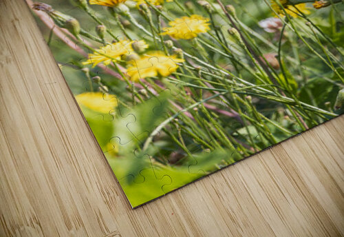 Dandy Matty V clixpix puzzle