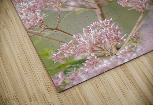 Empress Nymphalidae Matty V clixpix puzzle