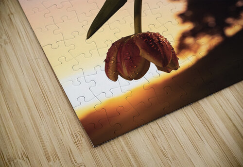 Tulip Bloomsday Matty V clixpix puzzle