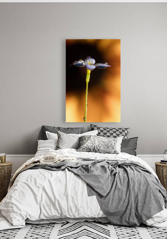 Delicate Dancer by Matty V clixpix