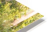 Wait a Second Bambi HD Metal print