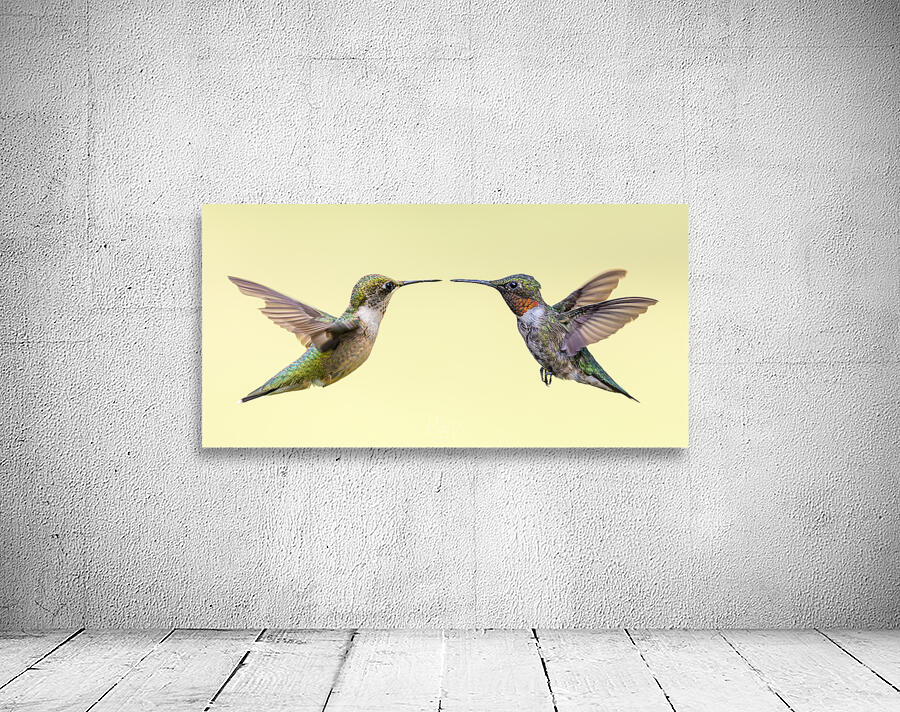 Courtship Wall Preview