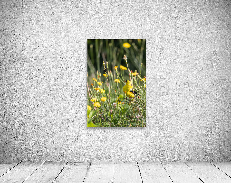 Dandy Wall Preview