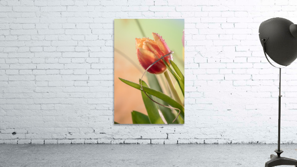 Sprung Wall Preview