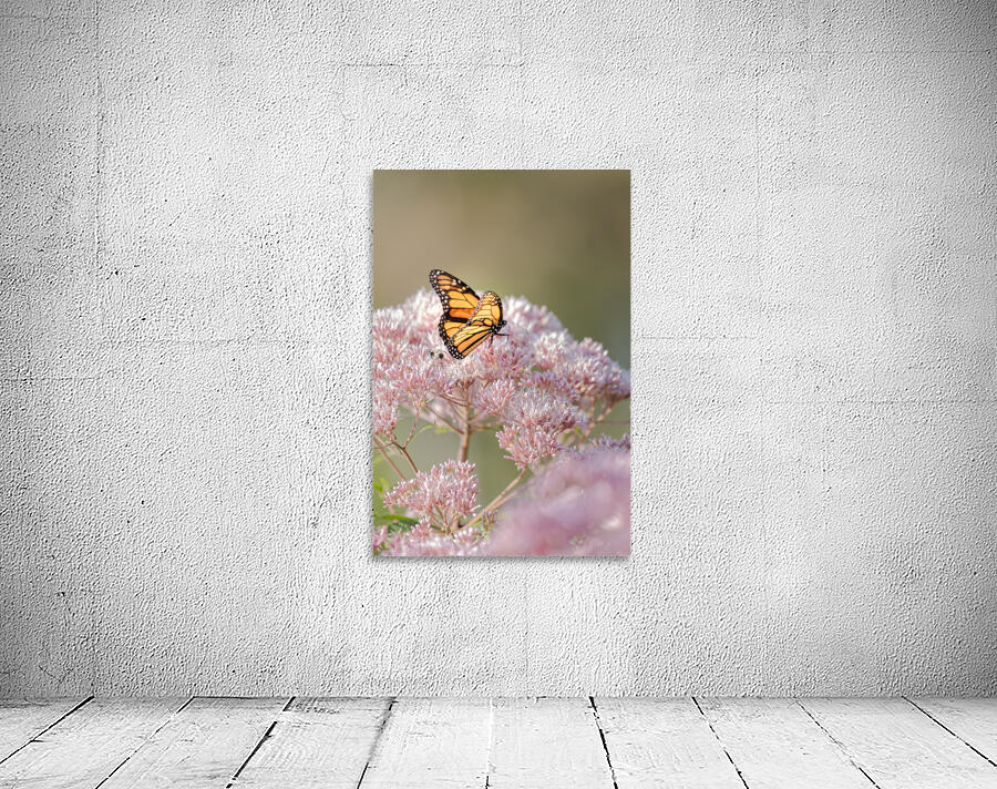 Empress Nymphalidae Wall Preview