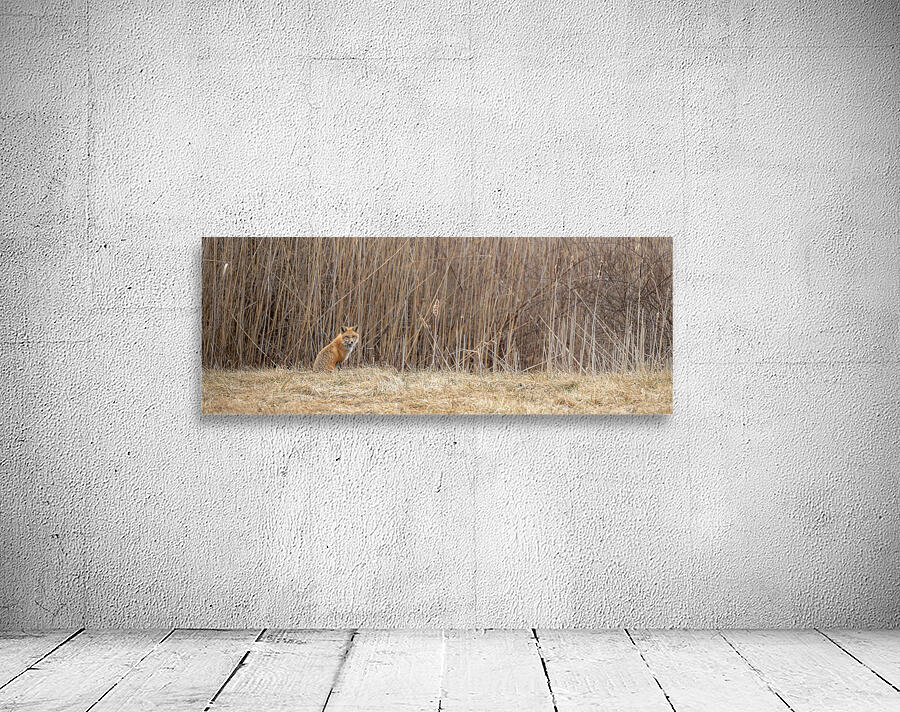 Sly Fox Wall Preview
