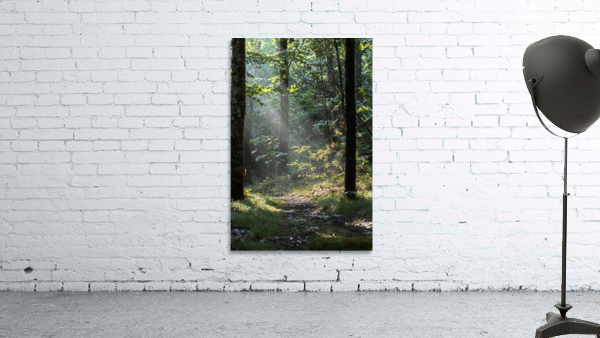 Pathways Wall Preview