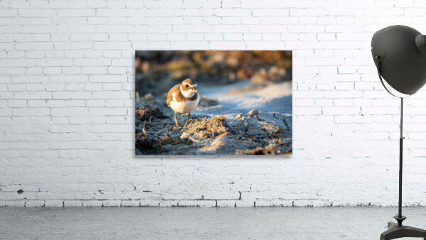 Early Bird Wall Preview
