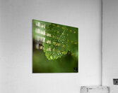Perle  Acrylic Print