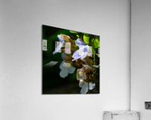 Flora Acrylic Print