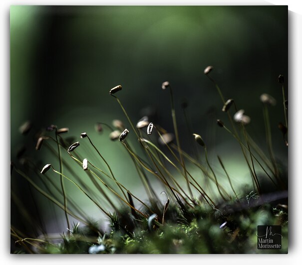 Champs de fees  by Martin Morissette