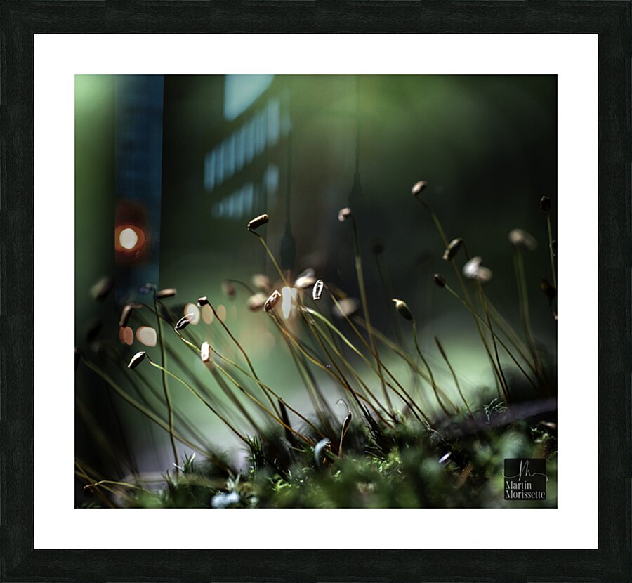 Champs de fees  Picture Frame print