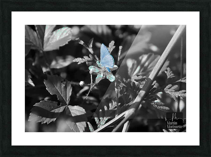 Blue butterfly Picture Frame print
