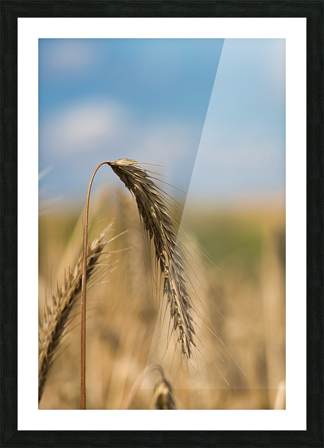 Champs de ble Picture Frame print