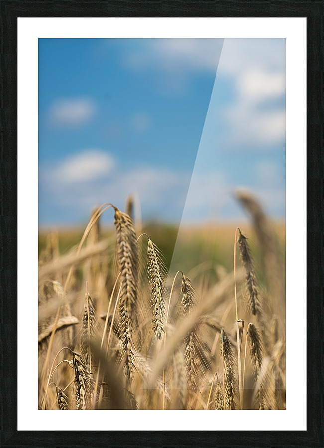 Champs de ble Picture Frame print