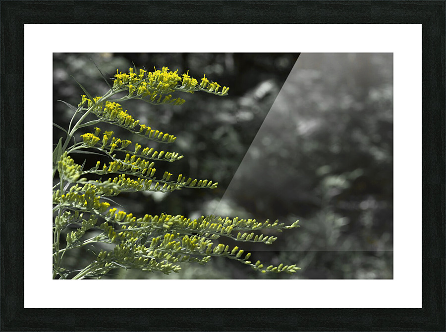Nature paisible Picture Frame print