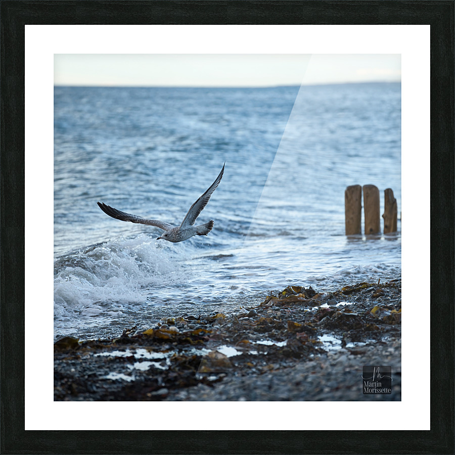 Goeland marin Picture Frame print