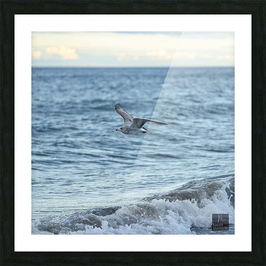 Goeland marin Picture Frame print