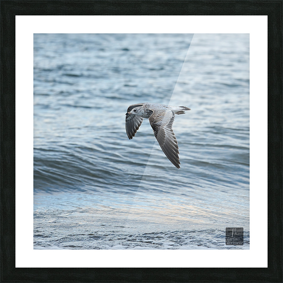 Goeland marin Picture Frame print