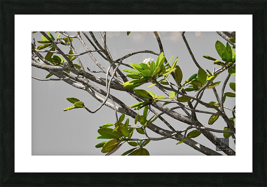 Zen Picture Frame print