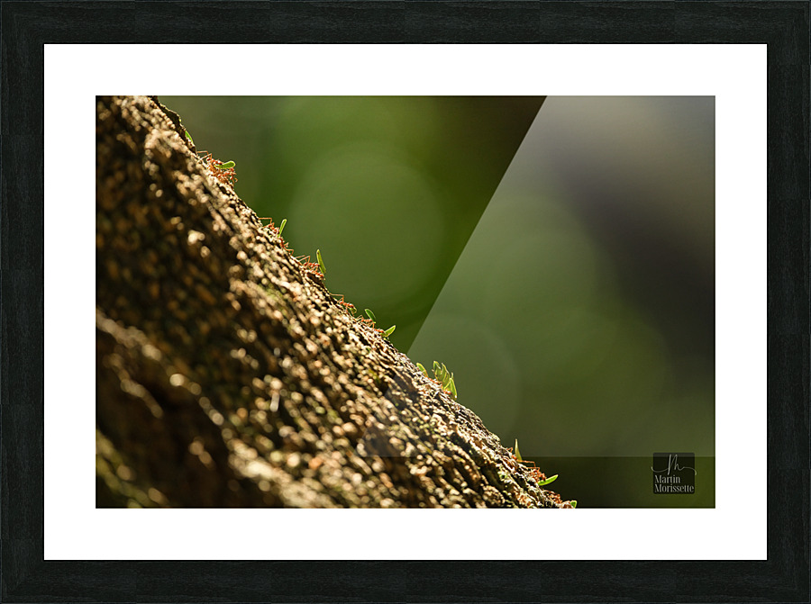 A7404273 Picture Frame print