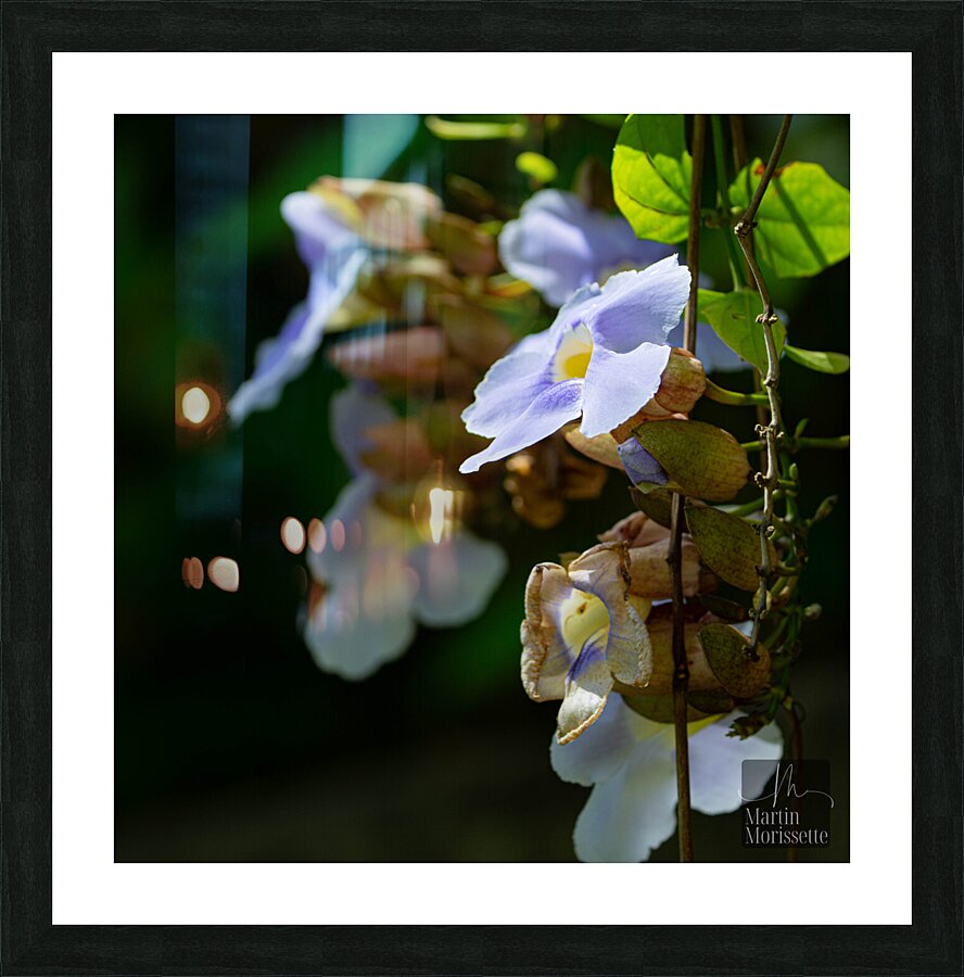 Flora Picture Frame print