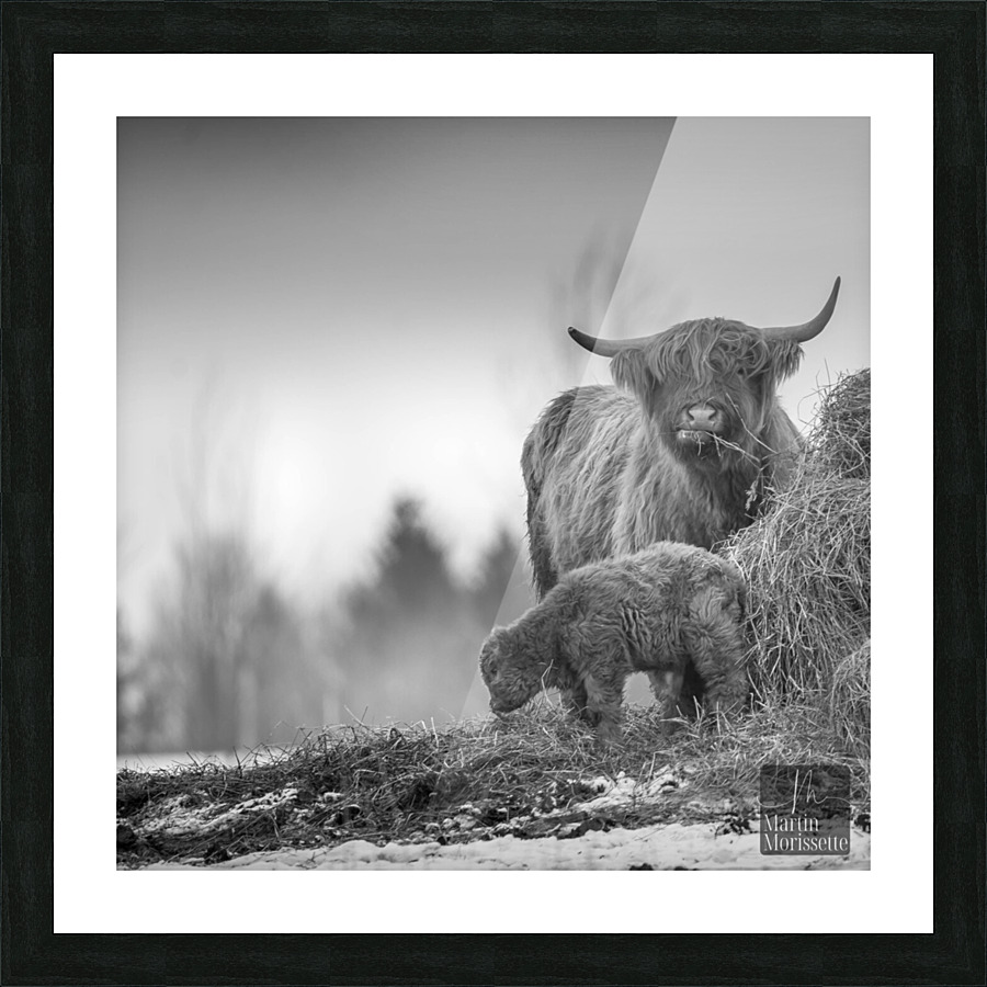 Highland Picture Frame print