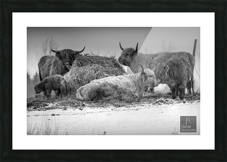 Highland Picture Frame print