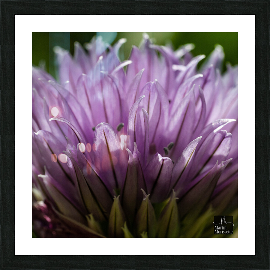 Florail  Picture Frame print