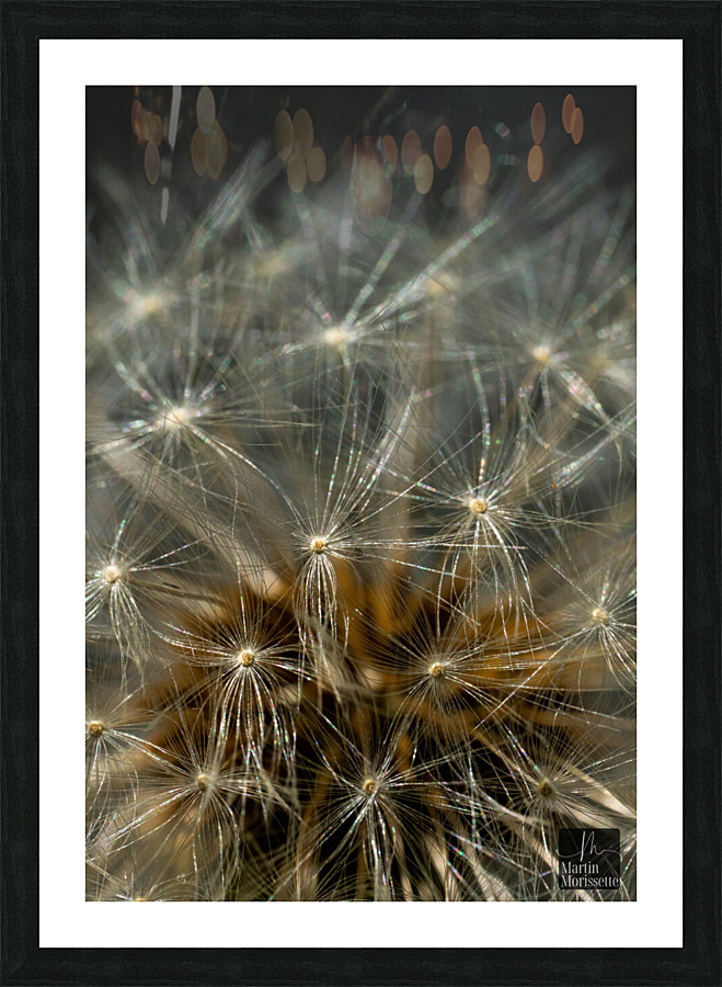 Florail Picture Frame print
