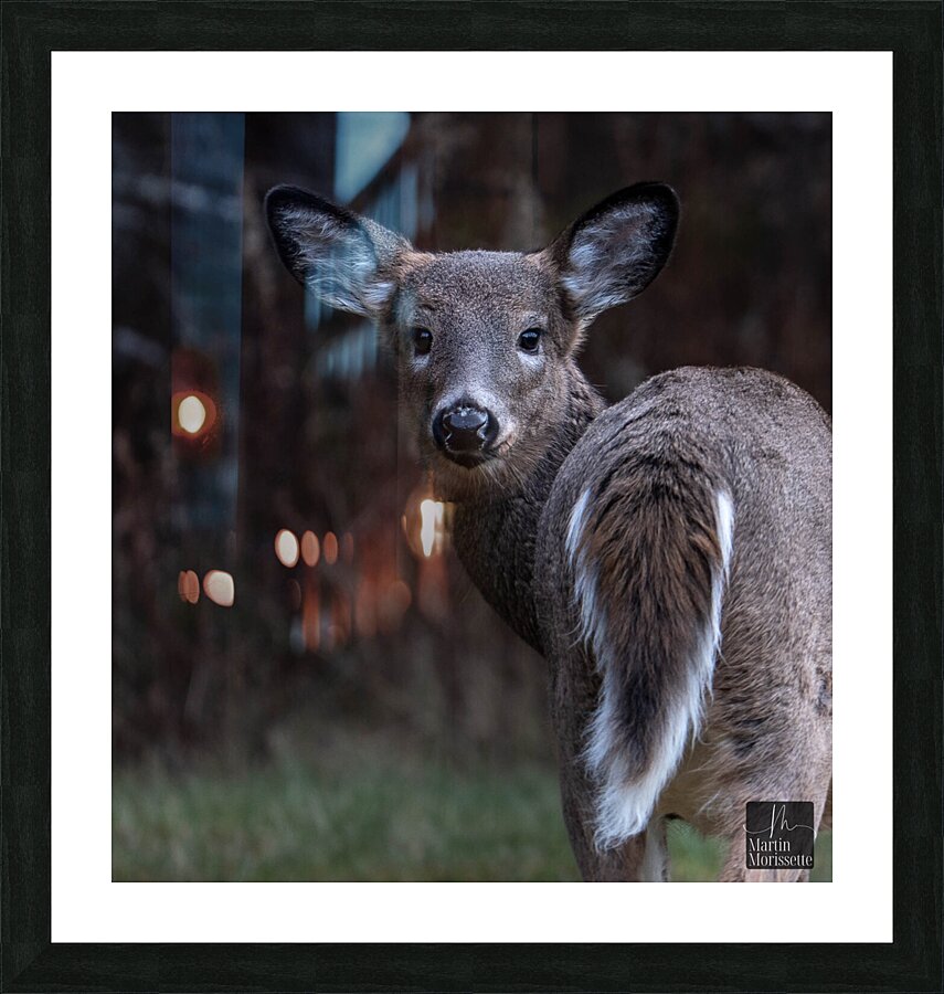 Tu viens    Picture Frame print