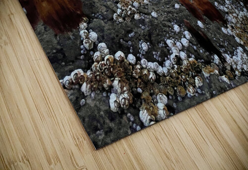 Collection Cote-Nord Martin Morissette puzzle