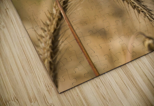 Champs de ble Martin Morissette puzzle