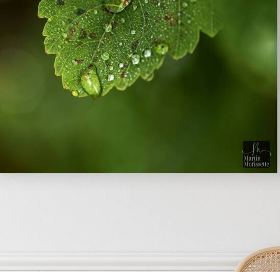 Perle  by Martin Morissette