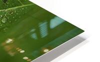 Perle  HD Metal print